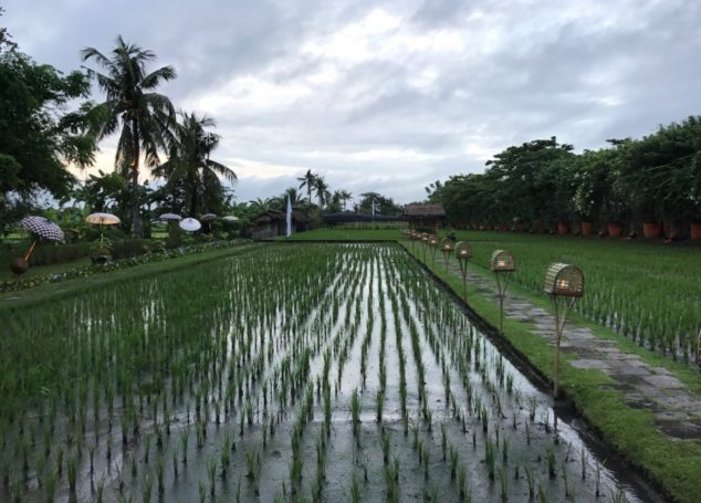 Bali Bulletin | Spotlight on Seminyak